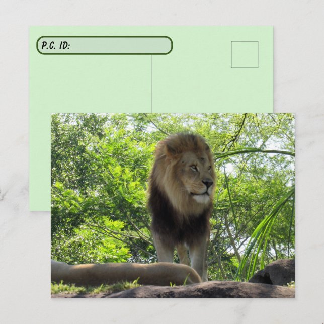 Postpassage - Pic of a Lejon Vykort (Fram/baksida)