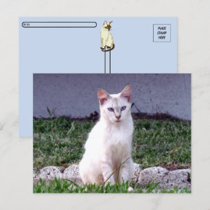 Postpassage - Siamesisk stråle - KAT-vykort Vykort