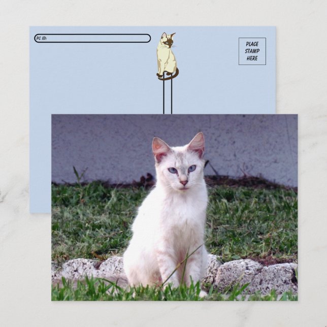 Postpassage - Siamesisk stråle - KAT-vykort Vykort (Fram/baksida)