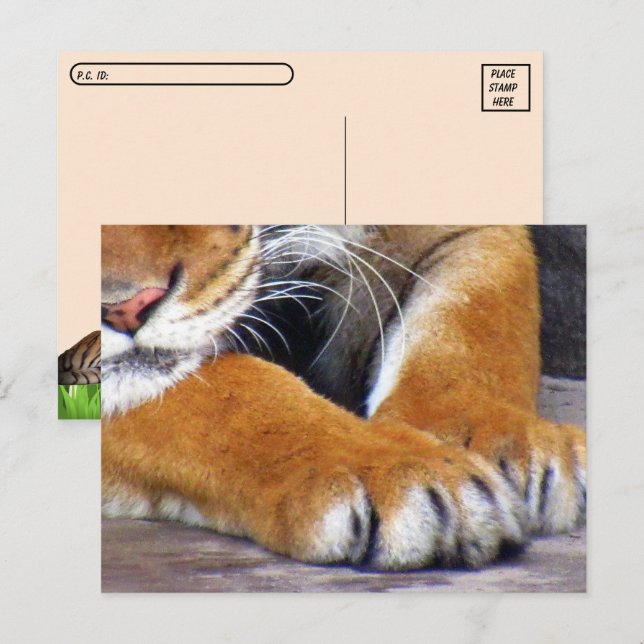 Postpassage Tiger Tassar vykort med ID-box (Fram/baksida)