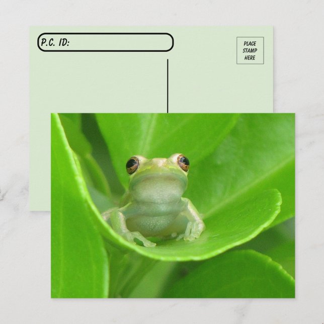 Postpassage Träd Frog på Blood Orange Löv Vykort (Fram/baksida)