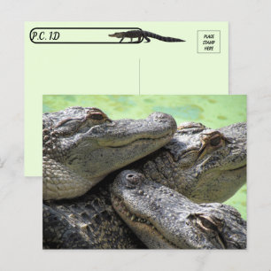 Postpassage - vykort för Alligator Party