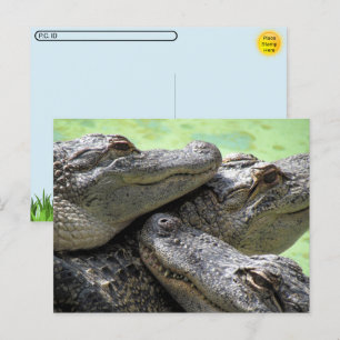 Postpassage - vykort för Alligator Party