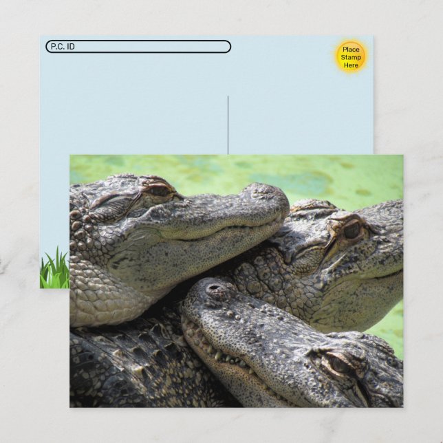 Postpassage - vykort för Alligator Party (Fram/baksida)