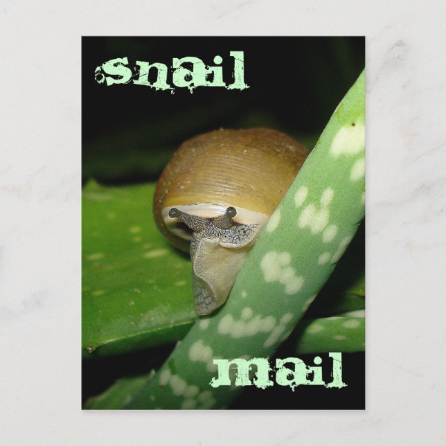 Postvykort för snigel vykort (Framsida)