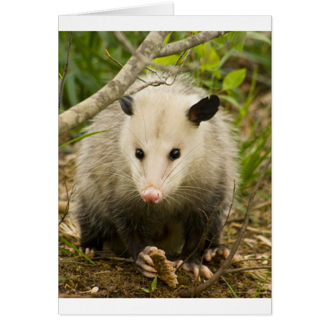 Posumas är Söt - Opossum Didelphimorphia Hälsningskort (Framsidan)