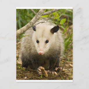 Posumas är Söt - Opossum Didelphimorphia Vykort