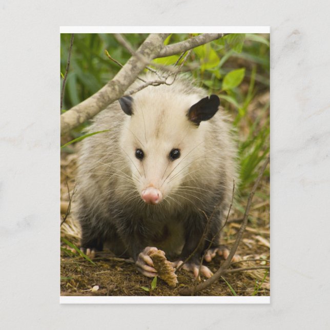 Posumas är Söt - Opossum Didelphimorphia Vykort (Framsida)