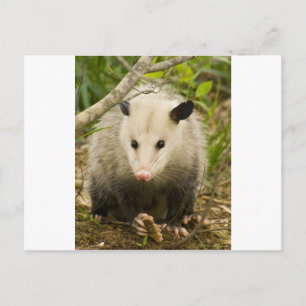 Posumas är Söt - Opossum Didelphimorphia Vykort