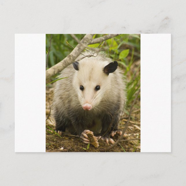 Posumas är Söt - Opossum Didelphimorphia Vykort (Framsida)