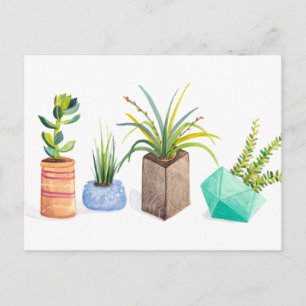 Pot av Succulents Vykort