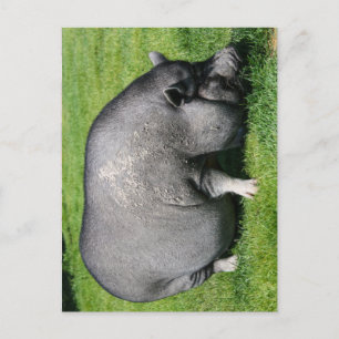 Pot belly gris vykort