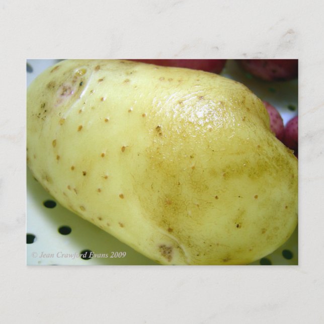 Potatis från Yukon Guld Vykort (Framsida)