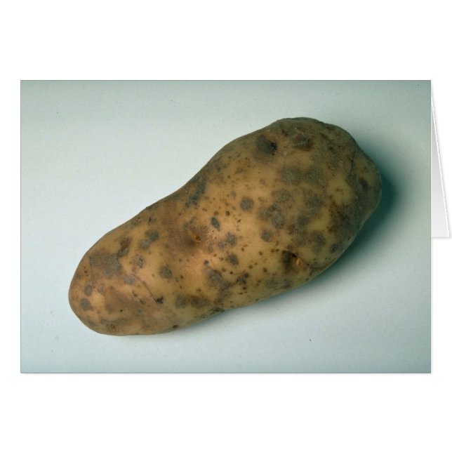 Potatis Hälsningskort (Framsidan Horizontal)