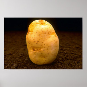 Potatis på smuts poster