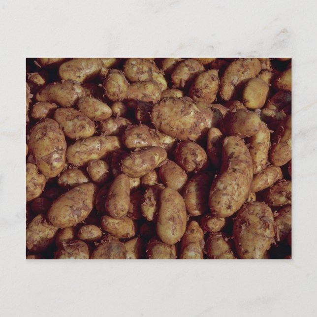 Potatis Vykort (Framsida)