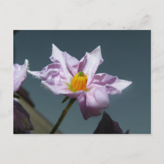 Potatisblomma Vykort