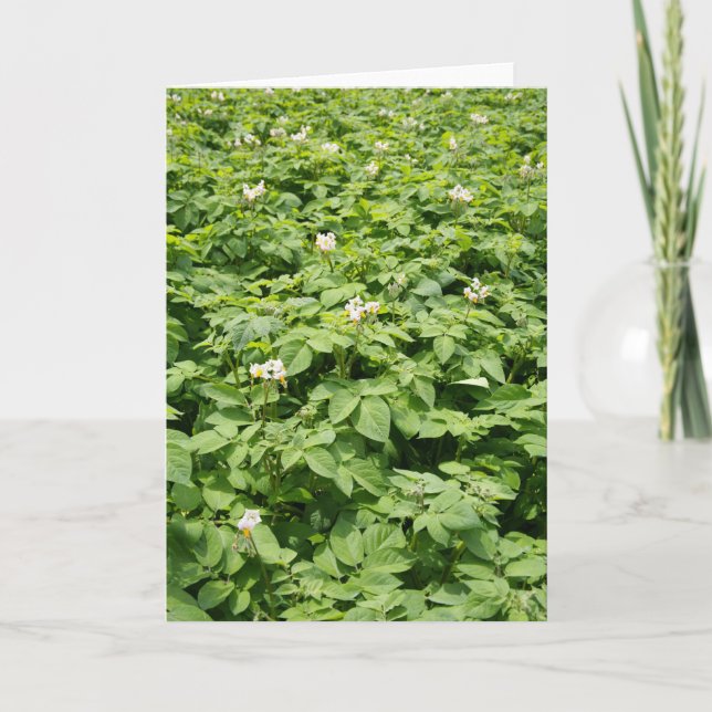 Potatisfält Kort (Framsida)