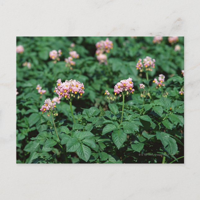 Potato Fält Vykort (Framsida)