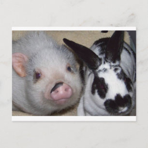 Potbelly Gris & Friend Vykort