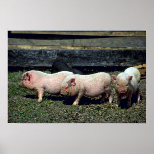 Potbelly Grisar Poster