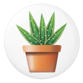 Poted Aloe Vera Knopp