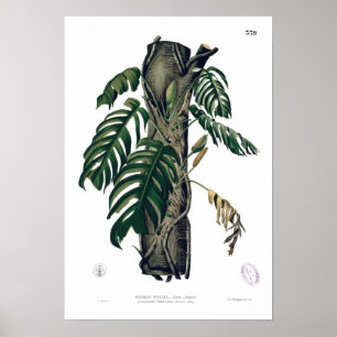 POTHOS? Botanisk tropisk lövaffisch för PINATA Poster