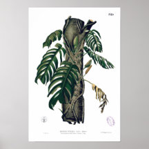 POTHOS? PINATA Botaniskt Tropical Löv Poster