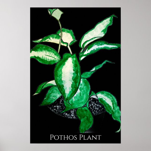 Pothos-växt  poster (Framsidan)
