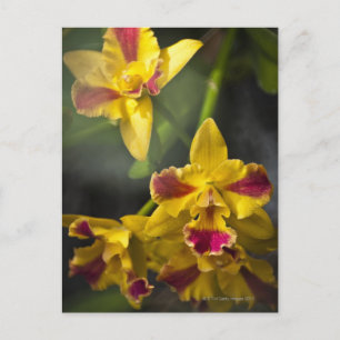 Potinara Burana Beauty Orchid Vykort