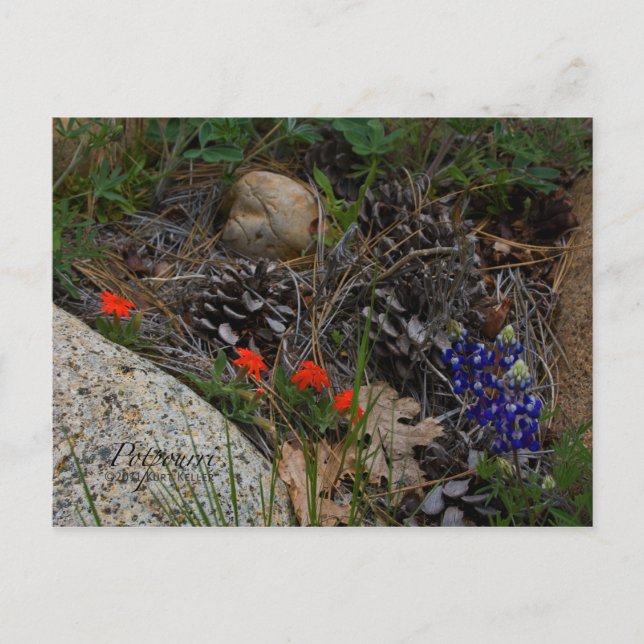 Potpourri Vykort (Framsida)