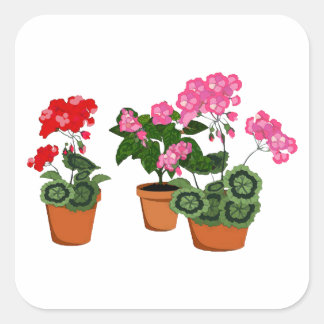 Pots of Geraniums Fyrkantigt Klistermärke