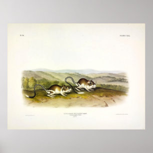 Pouched Jerboa Mouse (Kangaroo Råtta) från Audubon Poster