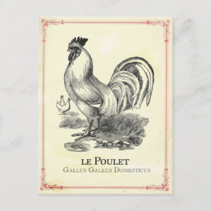Poulet Chicken Vykort