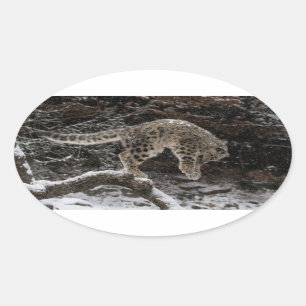 Pounce för unge för snöLeopard Ovalt Klistermärke