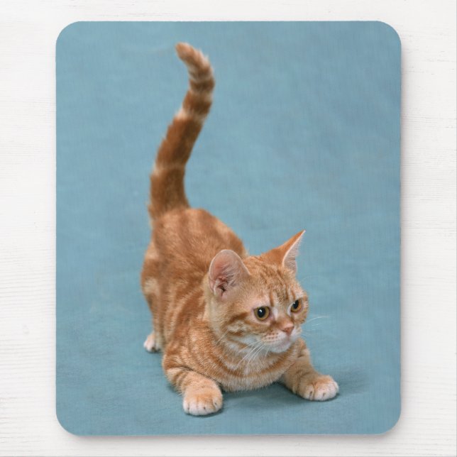 Pouncing Kitten Musmatta (Framsidan)