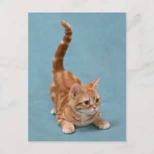Pouncing Kitten Vykort