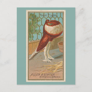 Pouter Pigeon Vykort