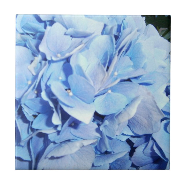 Powder Blue Hydrangea Kakelplatta (Framsidan)