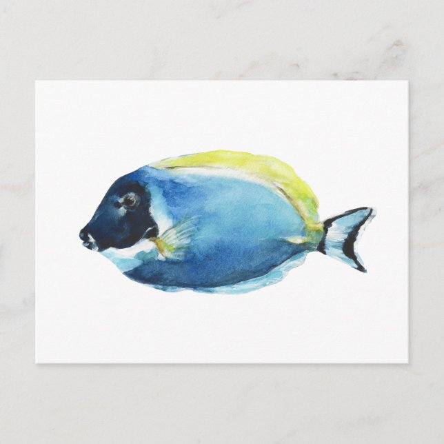Powder Blue Tang Fisk Postkort Vykort (Framsida)