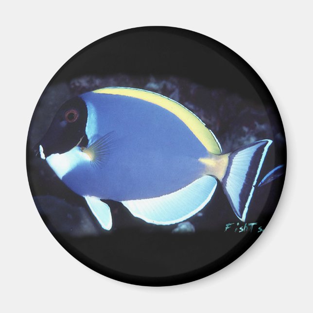 Powder Blue Tang Magnet (Framsidan)