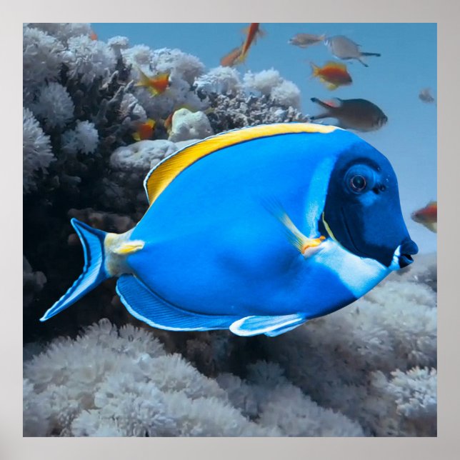 Powder Blue Tang Poster (Framsidan)