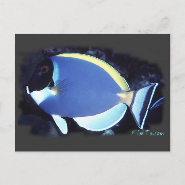 Powder Blue Tang Vykort (Framsida)