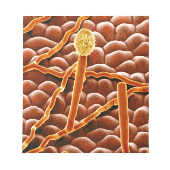 Powdery Mildew Fungus på Poinsettia Anteckningsblock (Framsida)