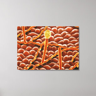 Powdery Mildew Fungus på Poinsettia Canvastryck