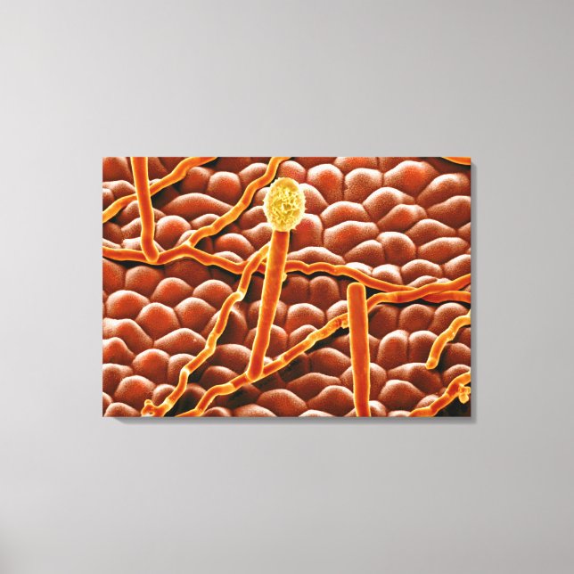 Powdery Mildew Fungus på Poinsettia Canvastryck (Framsida)