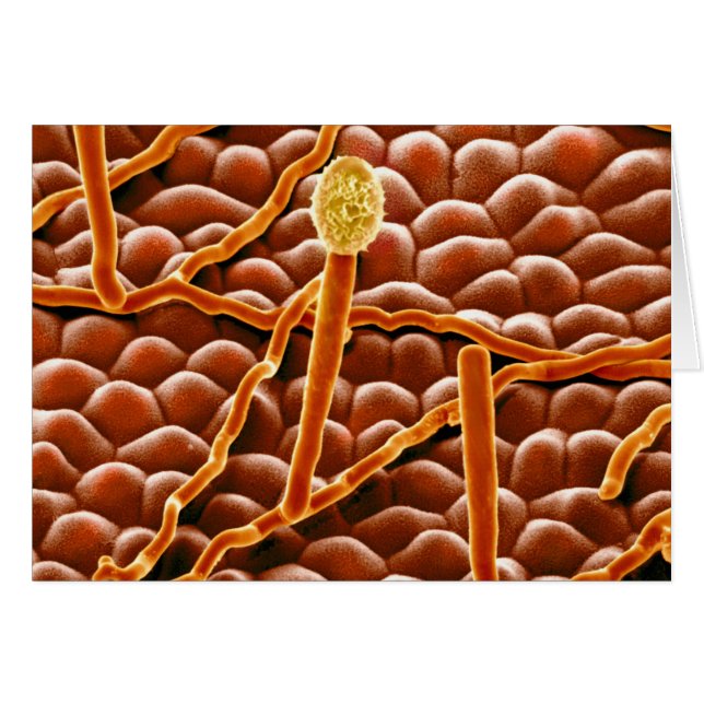 Powdery Mildew Fungus på Poinsettia Hälsningskort (Framsidan Horizontal)