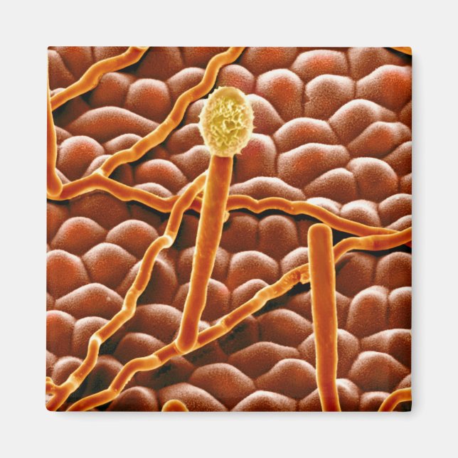 Powdery Mildew Fungus på Poinsettia Magnet (Framsidan)