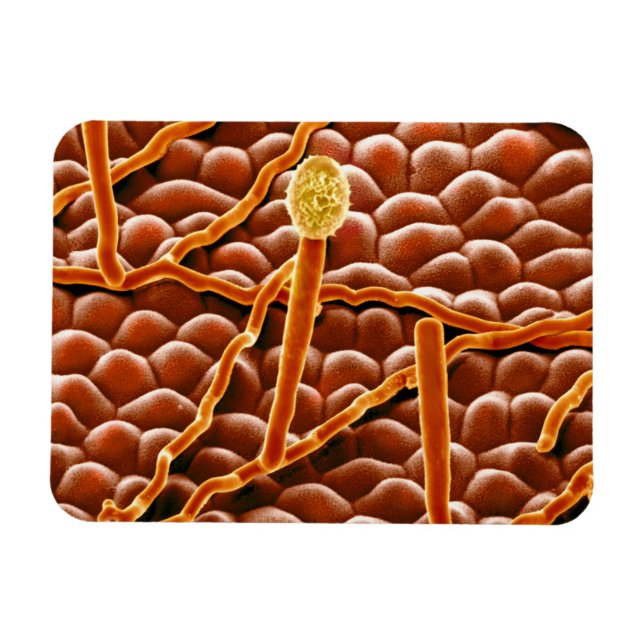 Powdery Mildew Fungus på Poinsettia Magnet (Horisontell)