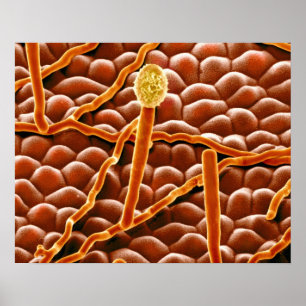 Powdery Mildew Fungus på Poinsettia Poster